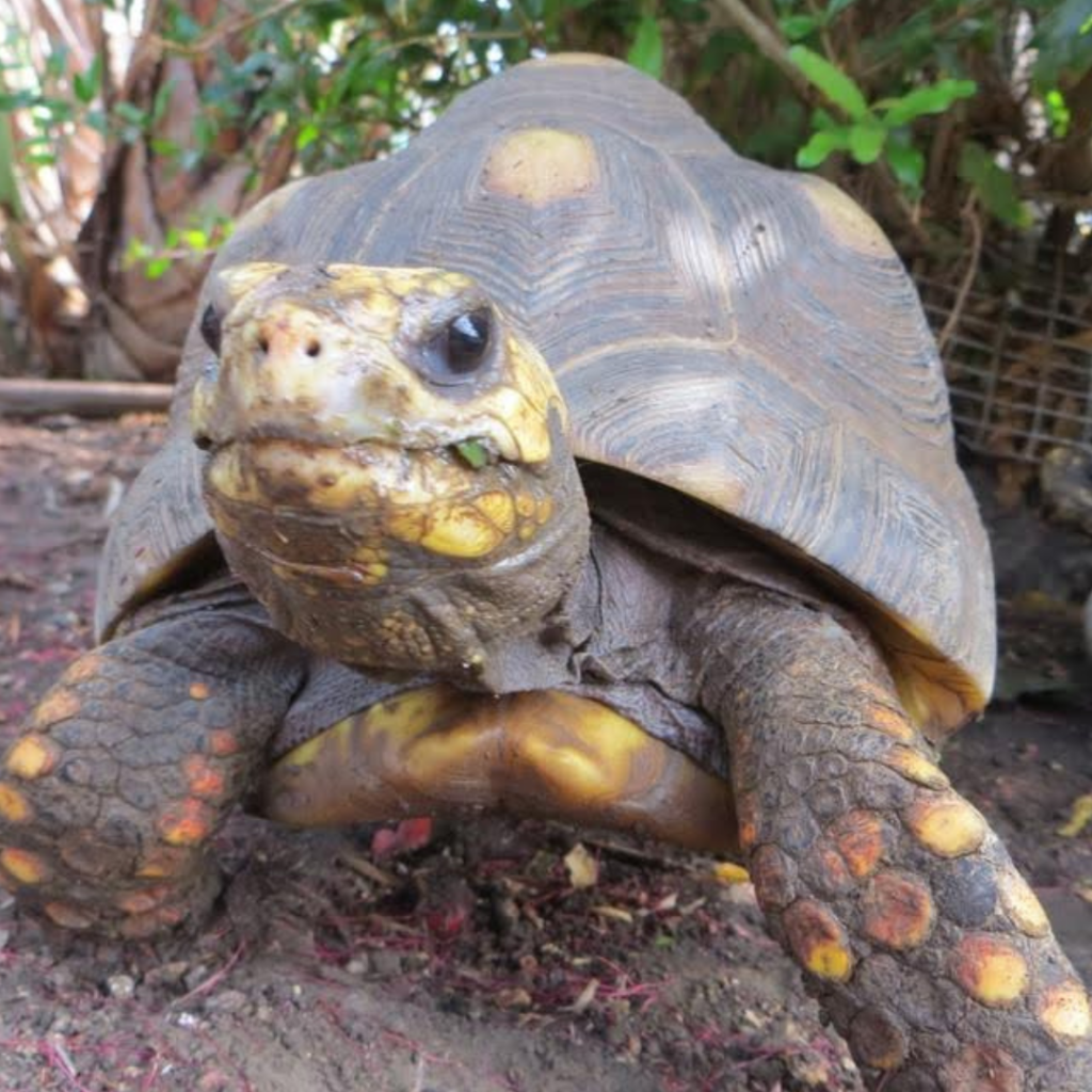 Emergency Guide – World Turtle Day®