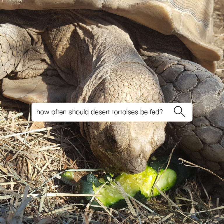 TurtleTalkDesertFeedArtboard 1