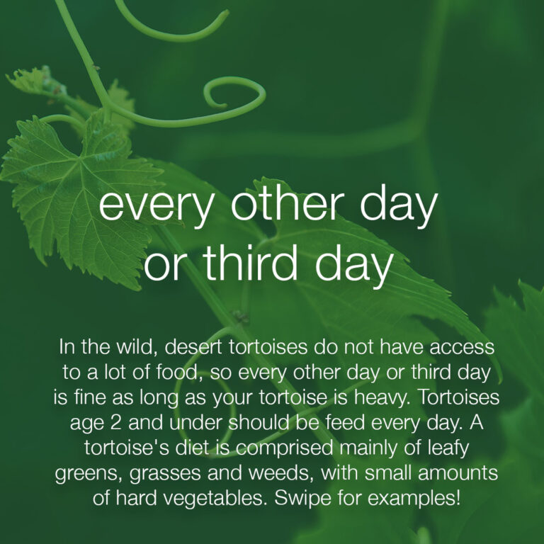 TurtleTalkDesertFeedArtboard 2