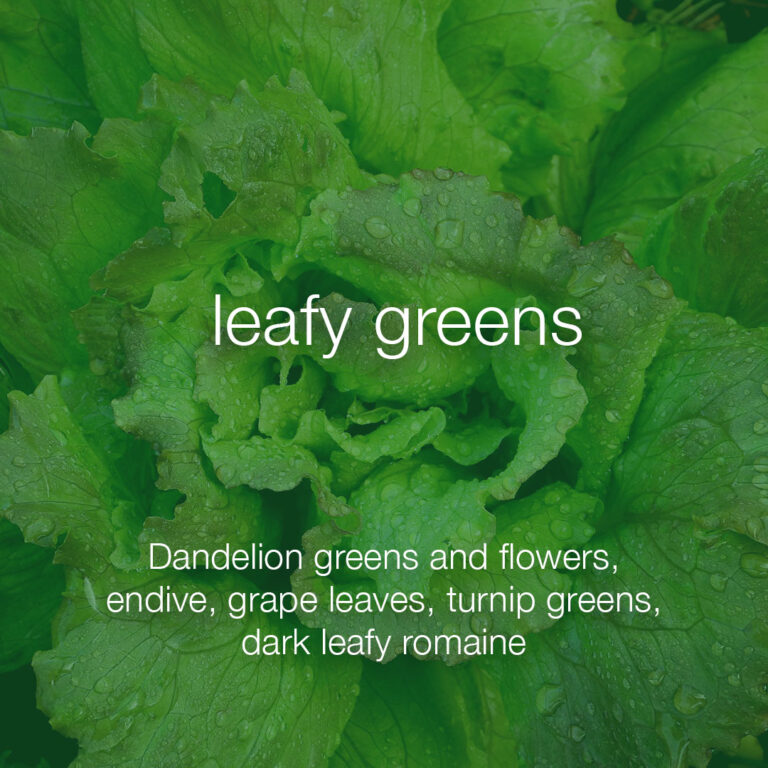 TurtleTalkDesertFeedArtboard 3