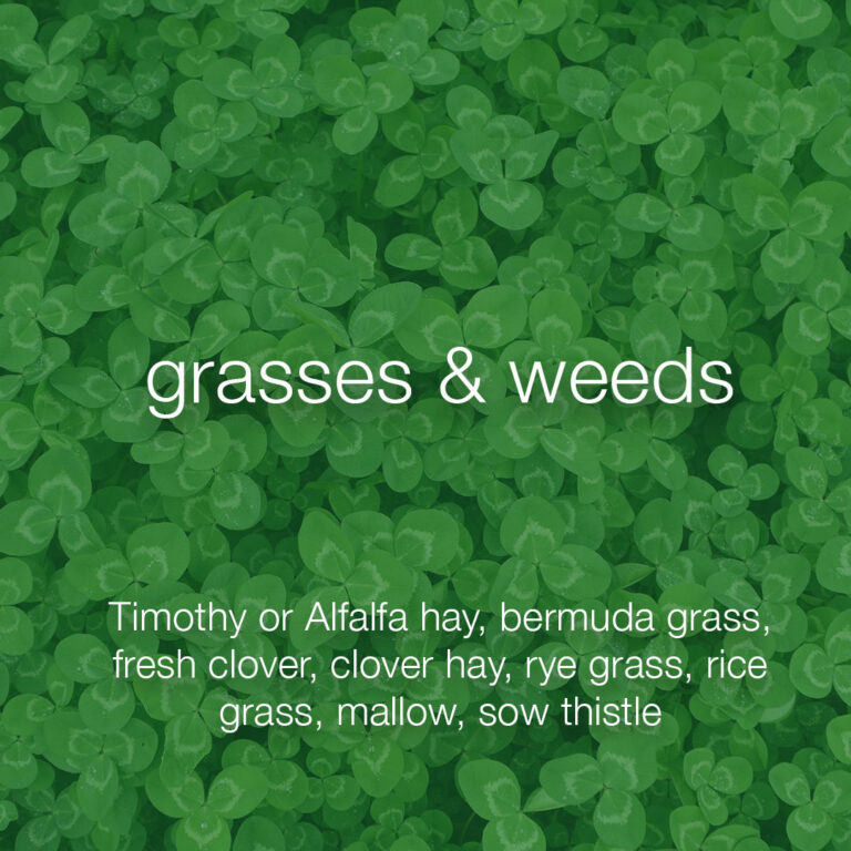 TurtleTalkDesertFeedArtboard 4