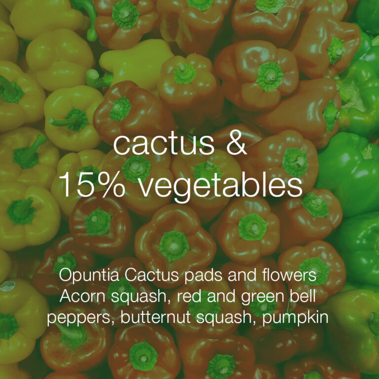 TurtleTalkDesertFeedArtboard 5