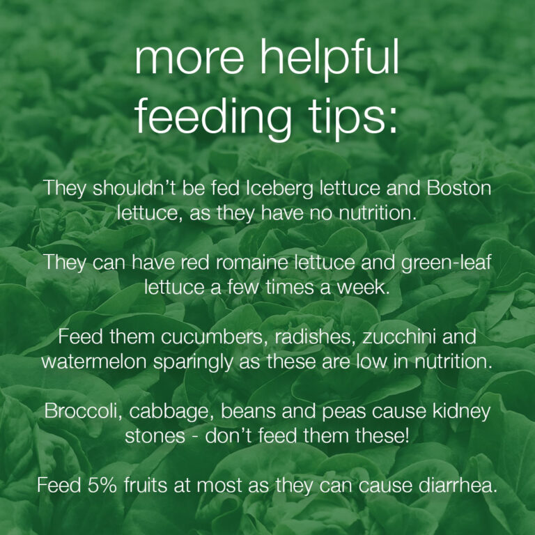 TurtleTalkDesertFeedArtboard 6