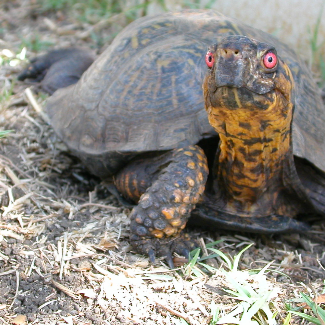 All Resources – World Turtle Day®